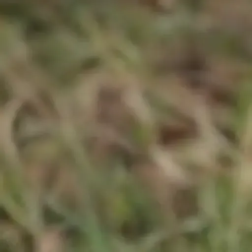 एआई पोर्न पिक जेनरेटर